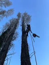 Tala y podas en altura Talas en alturas Árboles