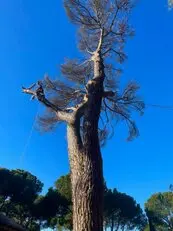 Tala y poda en altura Talas y podas Árboles
